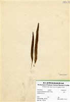 藏品(瓦葦)的圖片